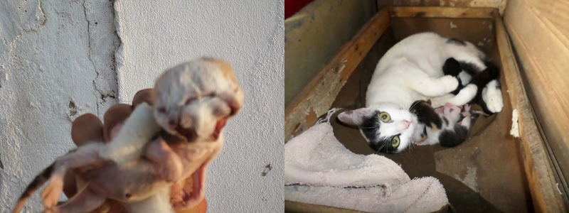 Filhote de gato nasce com duas cabeças na zona rural de Planalto