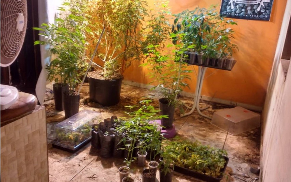 Polícia encontra 150 pés de maconha sendo cultivados em interior de residência na Chapada Diamantina