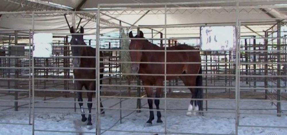 Conquista: Na 52ª edição, exposição de agropecuária é cancelada por falta de apoio financeiro