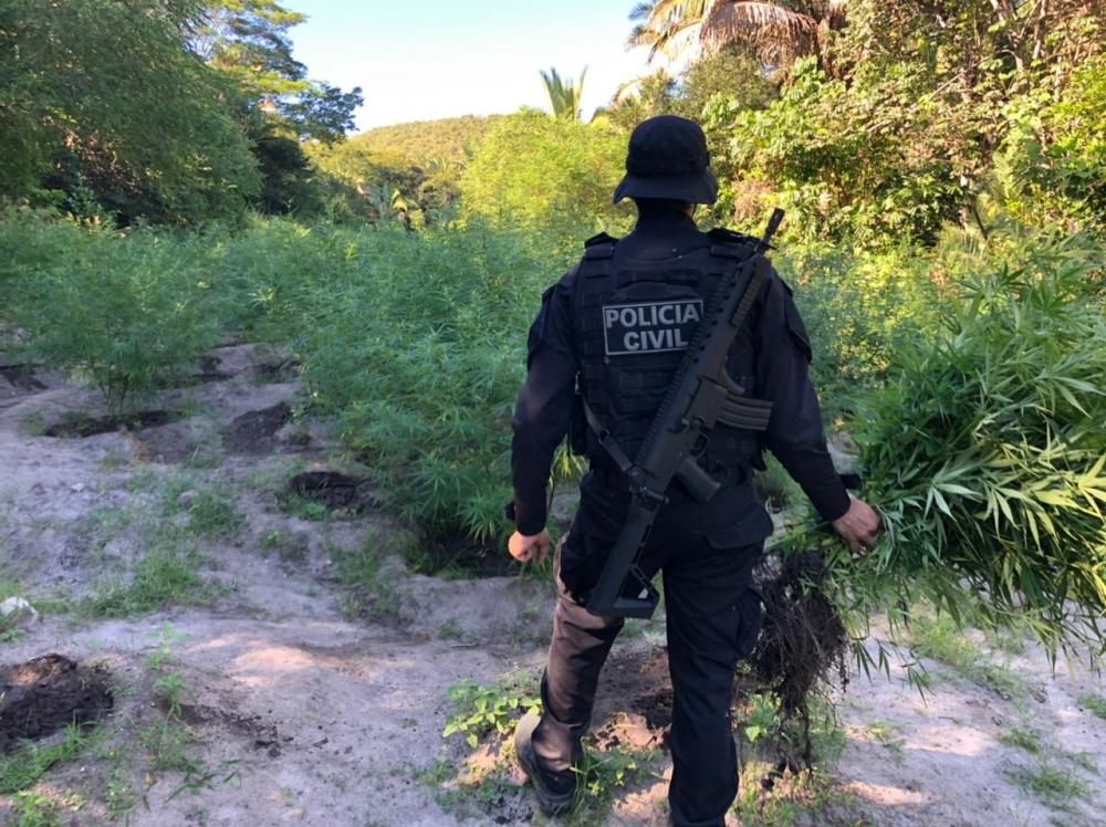 Polícia erradica roça de mais 4 mil pés de maconha na Região de Bom Jesus da Lapa 
