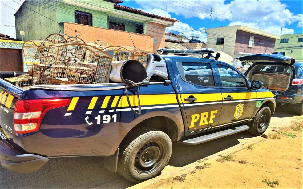 150 animais silvestres em condições de maus-tratos são resgatados no sudoeste da Bahia