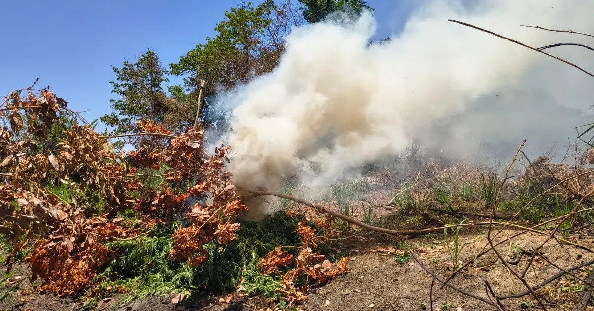 Operação Força Total erradica roça com 14 mil pés de maconha em Curaçá