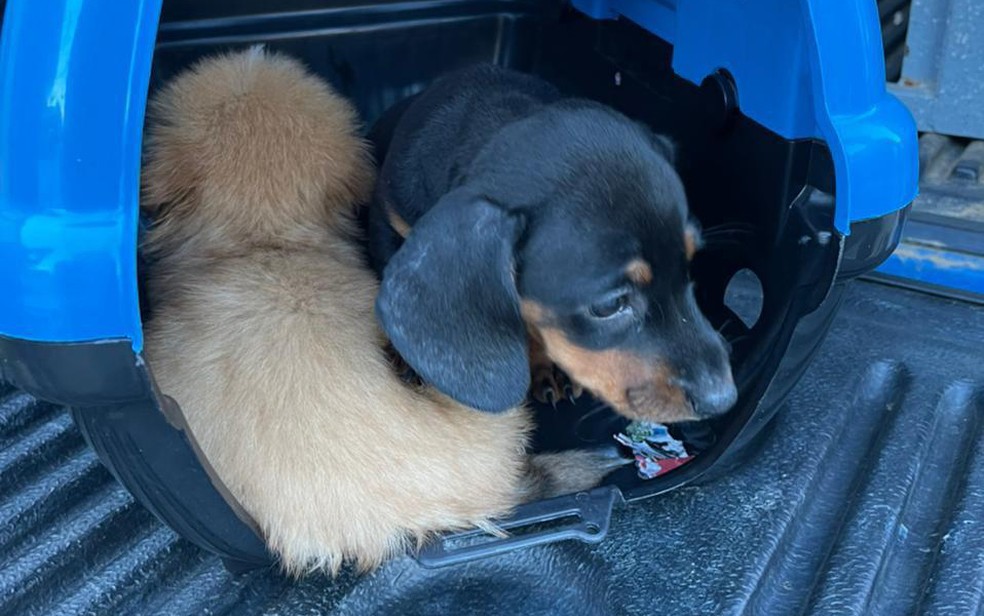 46 cachorros que estavam em condições de maus-tratos são resgatados em Vitória da Conquista