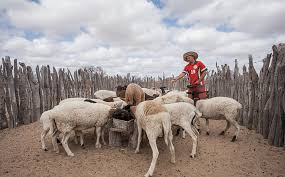 Metade da população baiana vive no Semiárido
