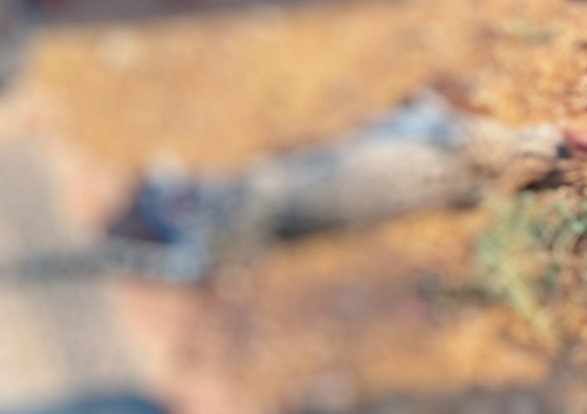 Filhote de Jaguatirica é atropelado na BA-142, trecho entre Ituaçu e Tanhaçu