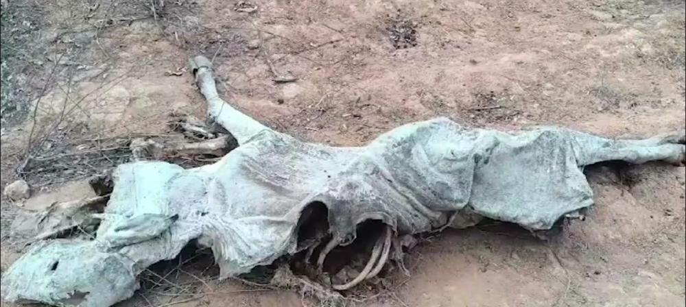 Cenário desolador na Chapada: Seca severa provoca a morte de vários animais 