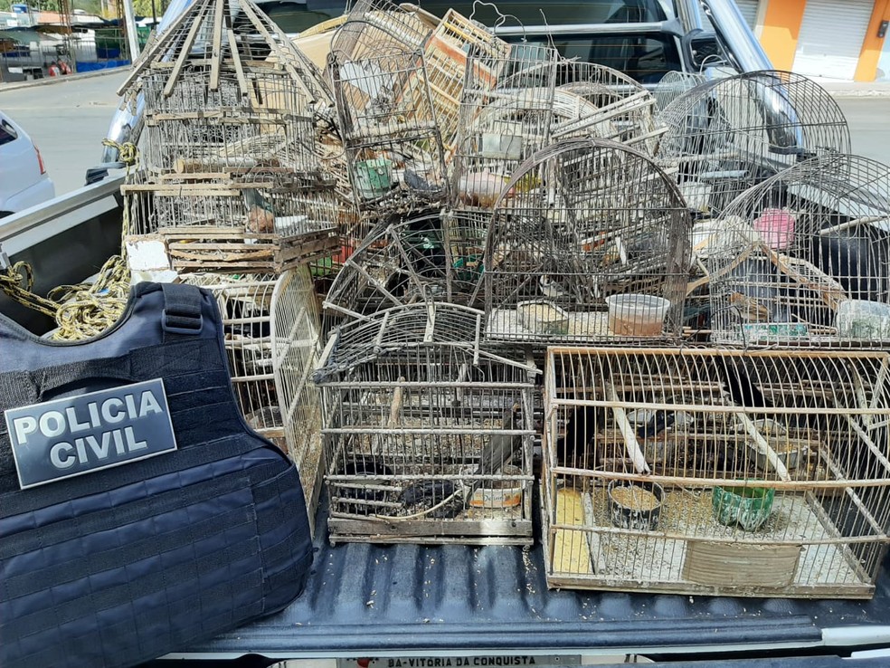 37 pássaros silvestre são apreendidos em residência em Anagé 