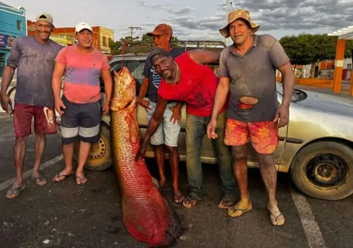 Pirarucu de 92 kg é capturado por pescadores em lagoa de Malhada