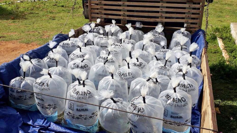 Piscicultores de Santa Maria da Vitória recebem 46 mil peixes