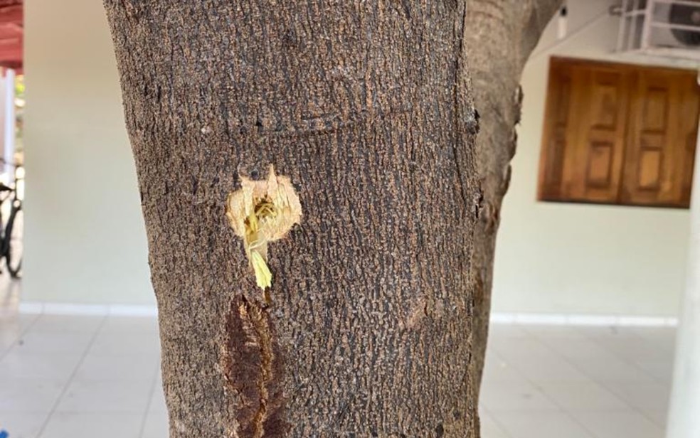 Chácara de vereador em Ibotirama é alvejada por tiros