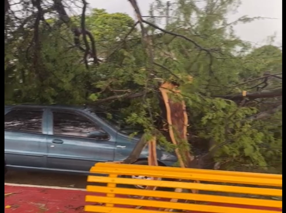 Por conta de chuva, árvores caem e atingem automóveis estacionados em Guanambi 