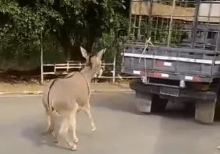Homem é flagrado arrastando jumento com carro em Iuiu