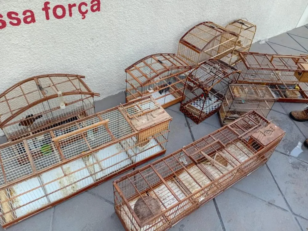 Operação em Guanambi resgata 13 aves nativas