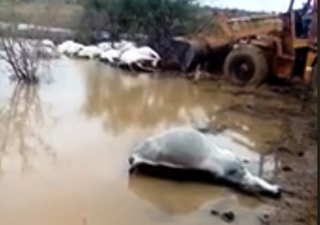 Raio durante temporal mata 19 cabeças de gado em Malhada