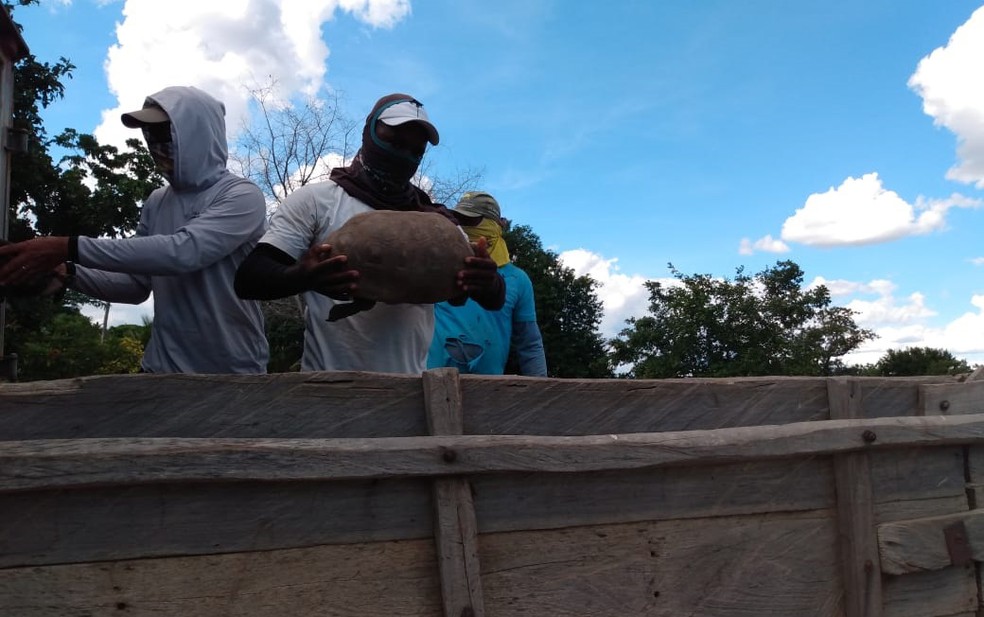 Malhada: mais de 400 jabutis e 9 iguanas são devolvidos à natureza após serem resgatados de traficantes de animais
