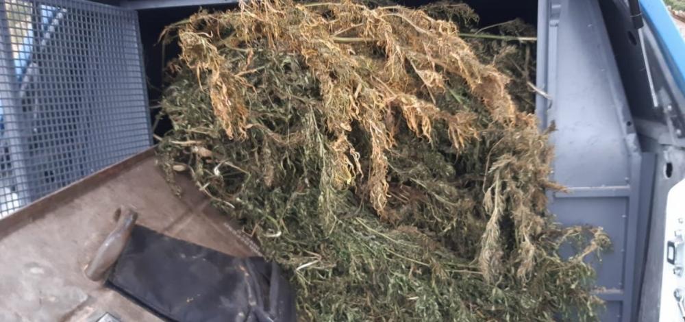 Ação localiza cerca de mil pés de maconha em Seabra