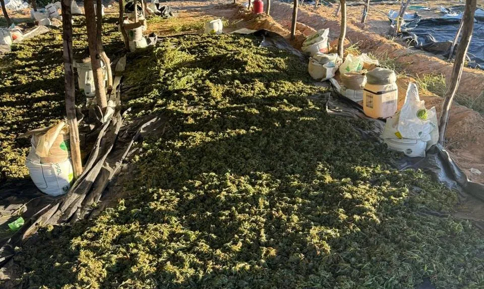 Polícia Civil incinera grande plantação de maconha em Ibotirama