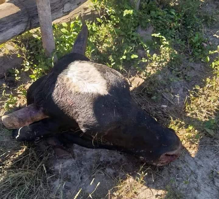 Sebastião Laranjeiras: Criminosos matam animais e roubam carne em propriedades rurais 