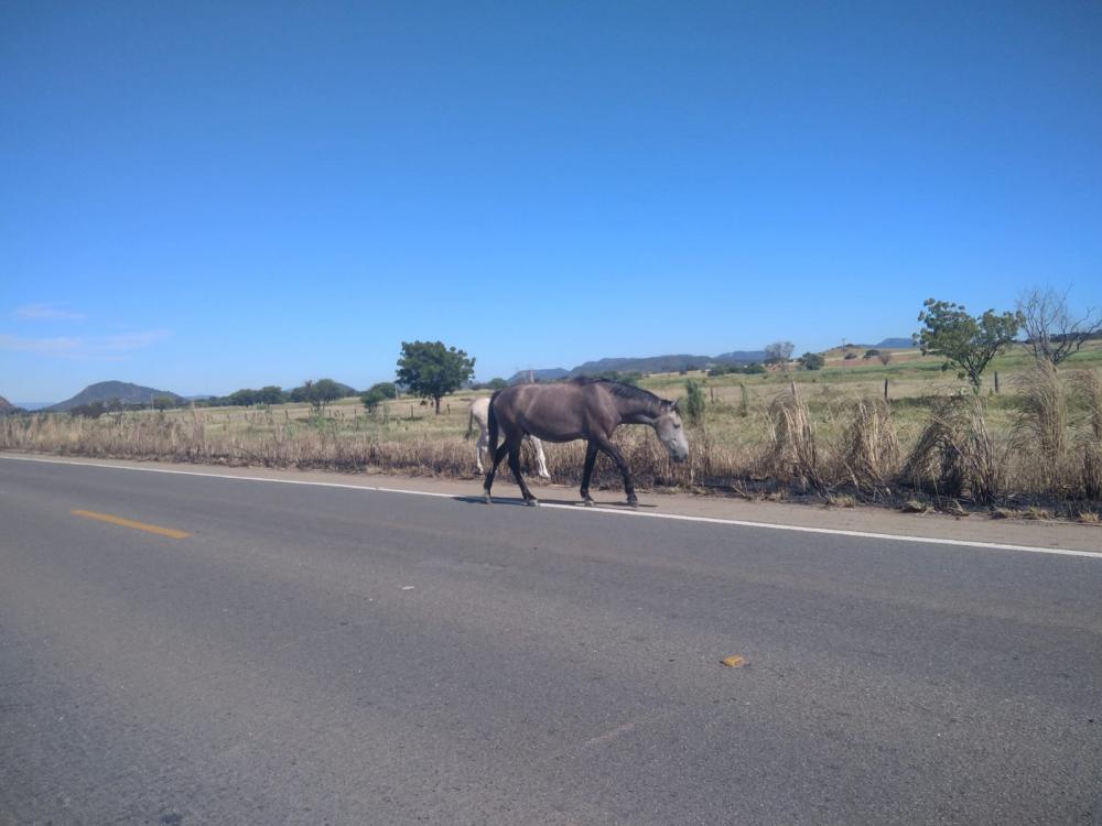 Animais soltos na BR-030 causam preocupação a motoristas entre Guanambi e Caetité 