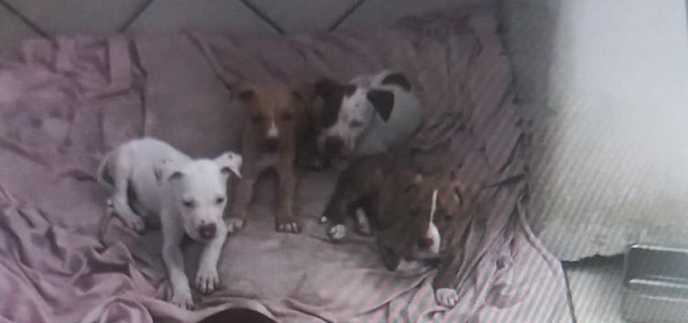 Sudoeste: Mulher é presa em flagrante maltratando 14 cachorros 