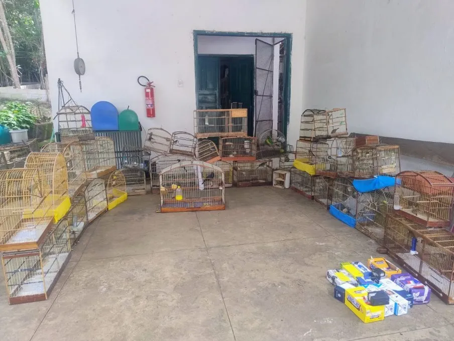 Fiscalização apreende pássaros em feira irregular em Conquista