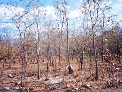 Seca: BNDES irá liberar R$ 50 milhões para obras