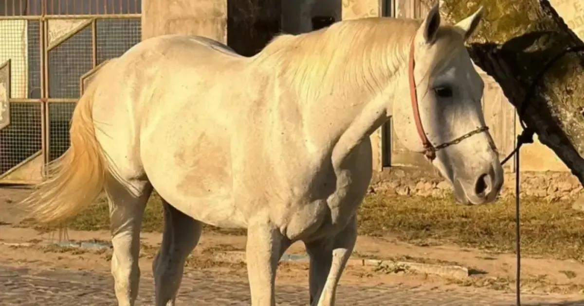 Cavalo de vaquejada avaliado em R$ 100 mil é recuperado pela polícia na Bahia