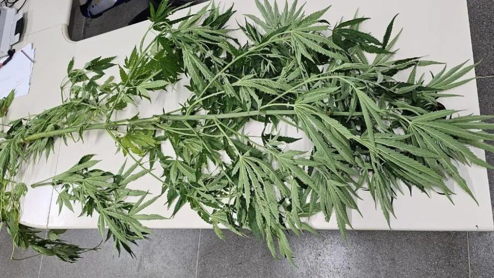 Pé de maconha é apreendido em praça pública de Caetité
