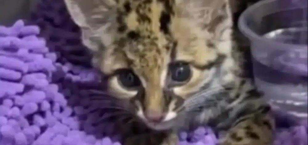 Jaguatirica é encontrada em fazenda no sul da Bahia