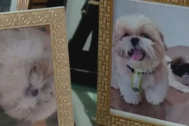  Cachorro morre após ser esquecido em carro de petshop em Vitória da Conquista