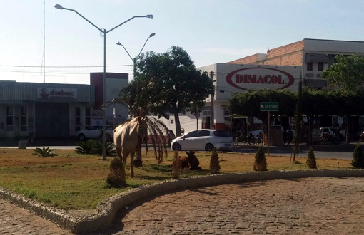 Caetité: animais em vias públicas representam riscos à população 