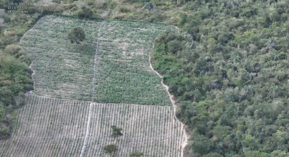 Operação erradica 200 mil pés de maconha na Chapada Diamantina