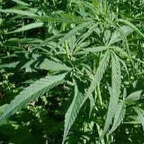 Polícia apreende 280 kg de maconha em rodovia do Paraná.