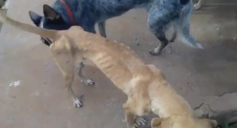 Riachense denuncia que cachorros estão vivendo sob condições de abandono em canil público do município