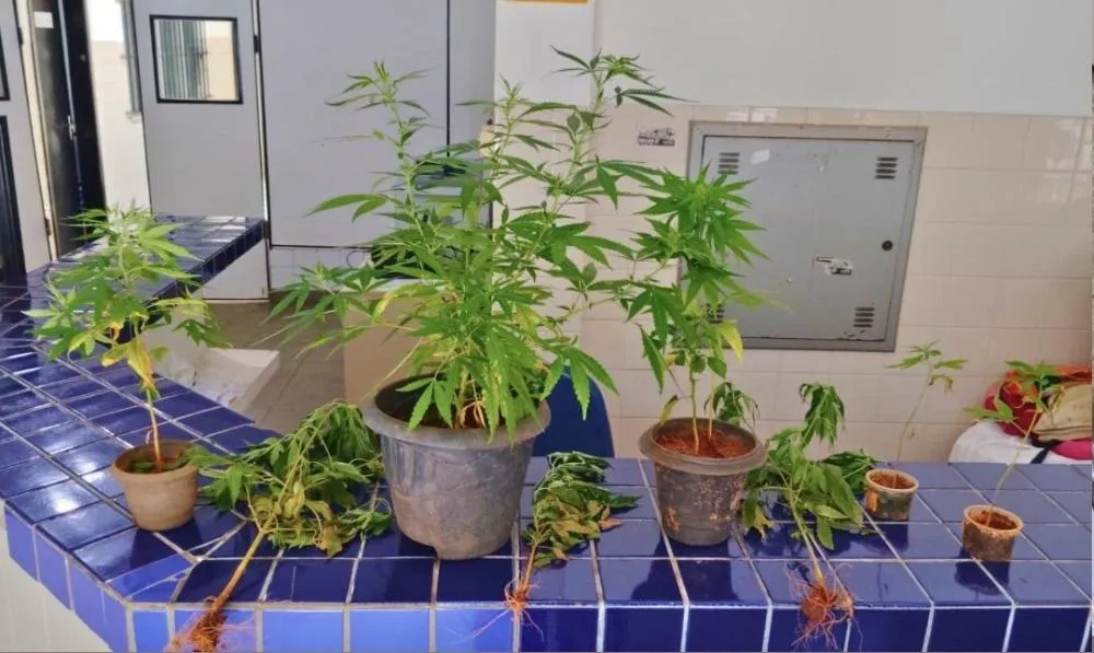 PM encontra plantação de maconha em casa no bairro Baraúnas, em Brumado 