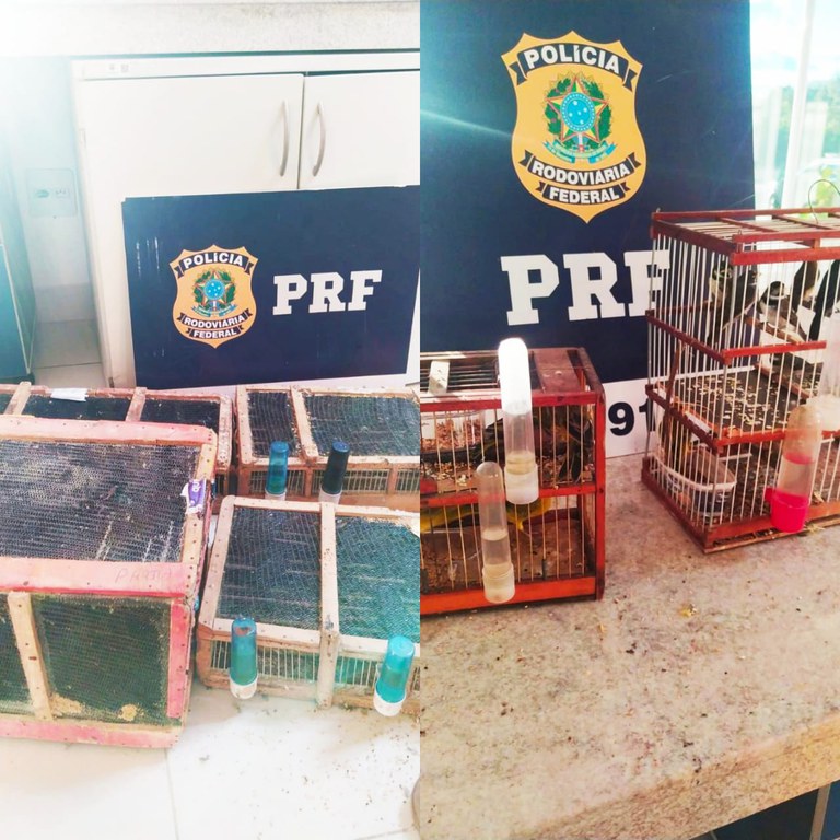 Região: PRF resgata quase 500 aves em situação precária 
