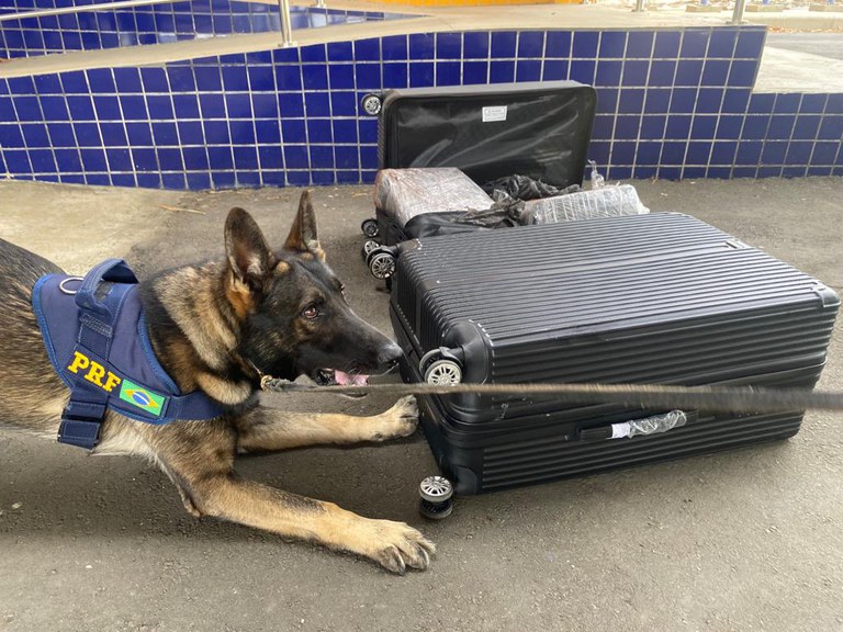 Região: Mesmo envolvida em pó de café, droga é localizada por cães da PRF