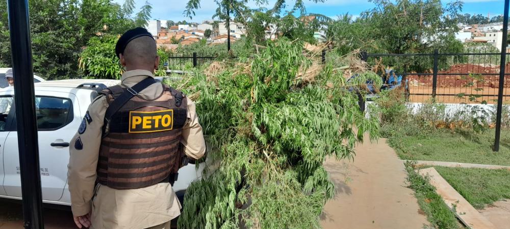 PM realiza uma das maiores apreensões de maconha da história de Caetité