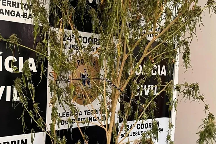 Homem é preso por cultivar maconha em casa na cidade de Ibipitanga