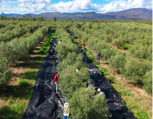 Rio de Contas produz 1º azeite extravirgem do Nordeste