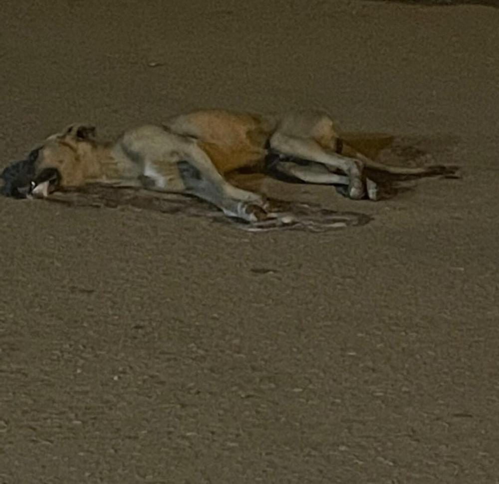 Cães estão sendo espancados e envenenados na comunidade da Barrinha, em Livramento