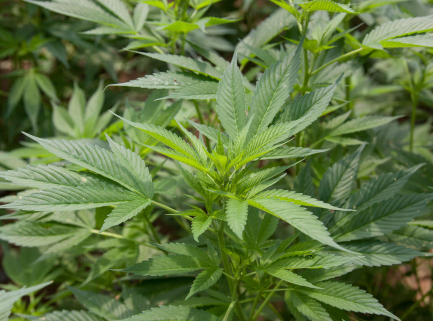 Comissão do Senado aprova projeto que descriminaliza cultivo da cannabis para uso terapêutico