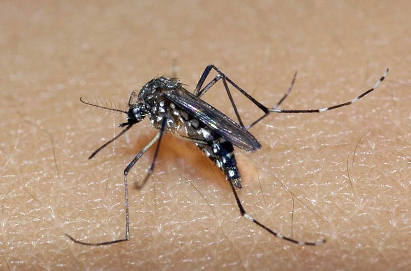 Sobe para 22 número de mortes por dengue na Bahia
