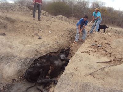 Mirante: município sofre com a seca e gado morre de fome