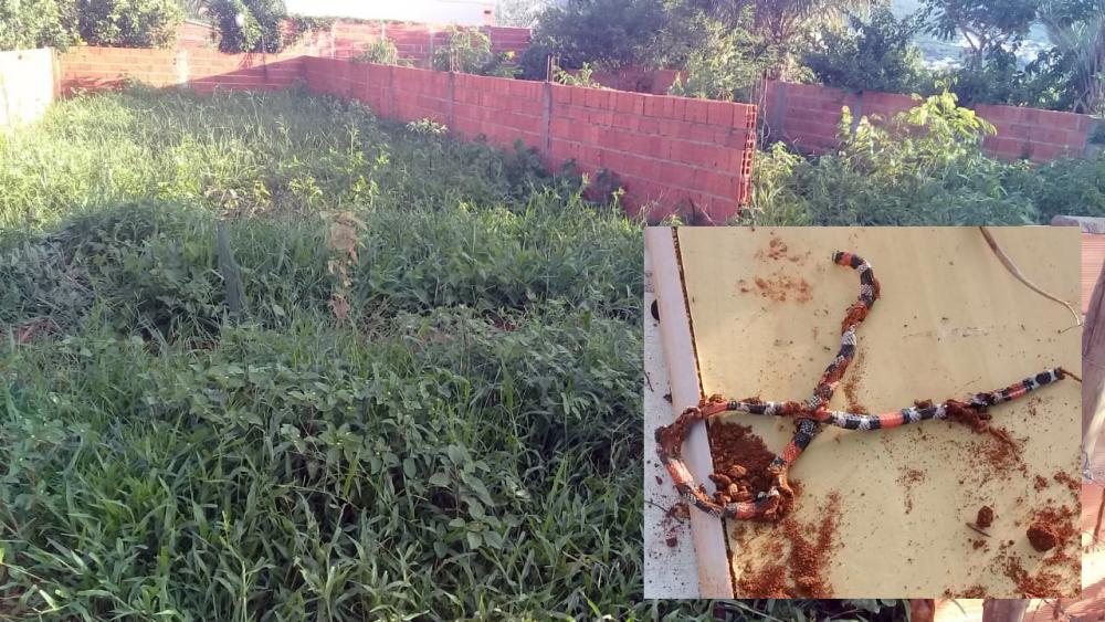 Caetité: Moradores da Rua Raimundo Coelho denunciam proprietários pela falta de limpeza em terrenos baldios 