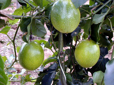 Produção de maracujá afetada pela seca na região de Livramento de Nossa Senhora