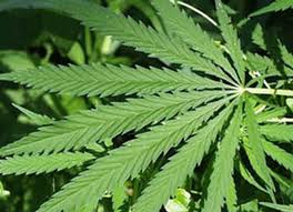 Dezesseis toneladas de maconha apreendidas abasteceriam Salvador durante o verão