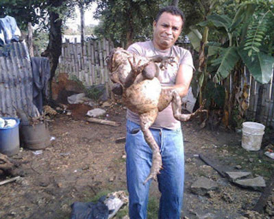 Rio de Contas: Sapo de 50 kg não passou de uma armação