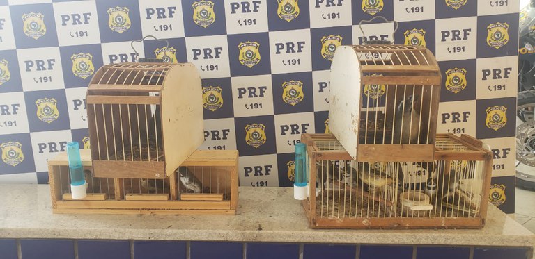 PRF resgata aves silvestres na BR-116, trecho de Vitória da Conquista