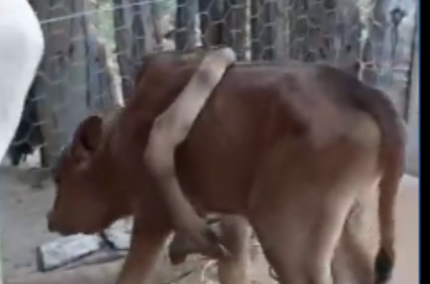 Bezerro nasce com cinco patas na zona rural de Riacho de Santana